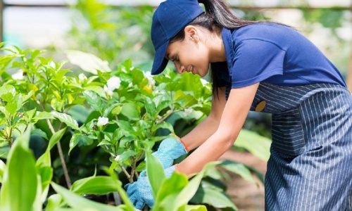 gardener